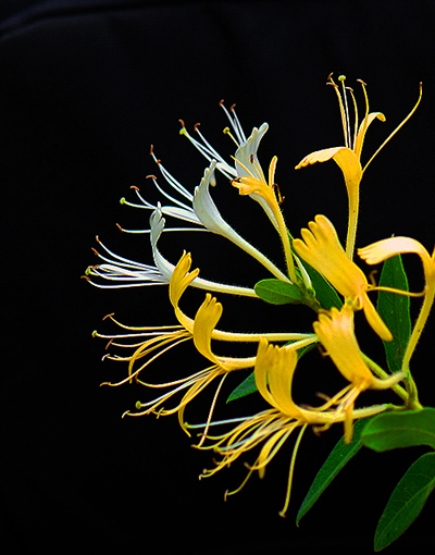 中醫(yī)十大名方